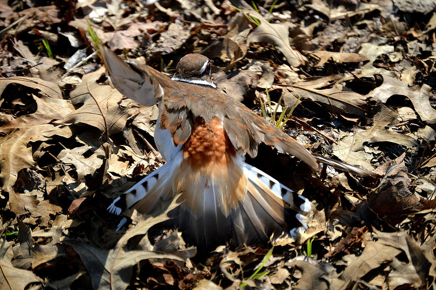 Killdeer Distraction Display 3 Photograph by Belinda Stucki - Fine Art