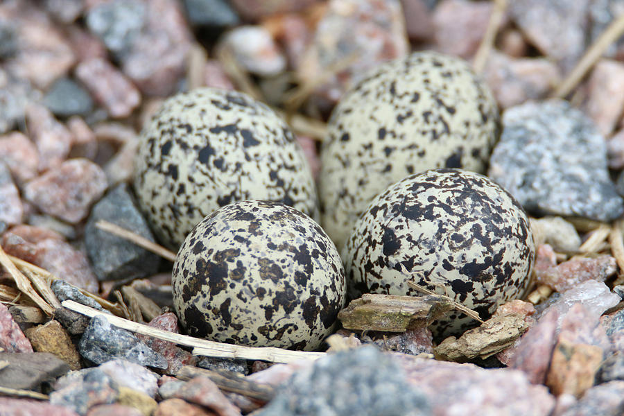Killdeer Eggs Photograph by Brook Burling
