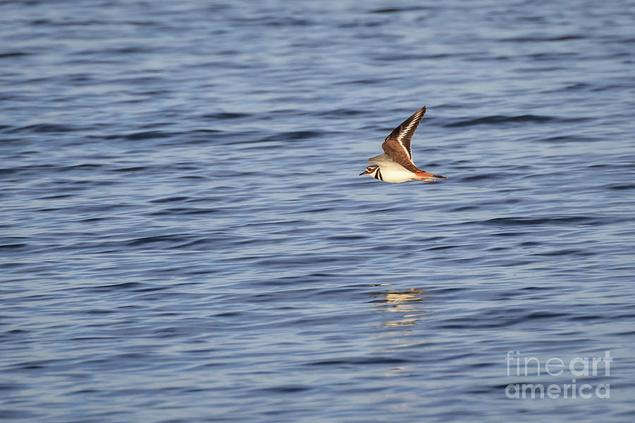 Killdeer in Flight Photograph by Richard Smith | Fine Art America