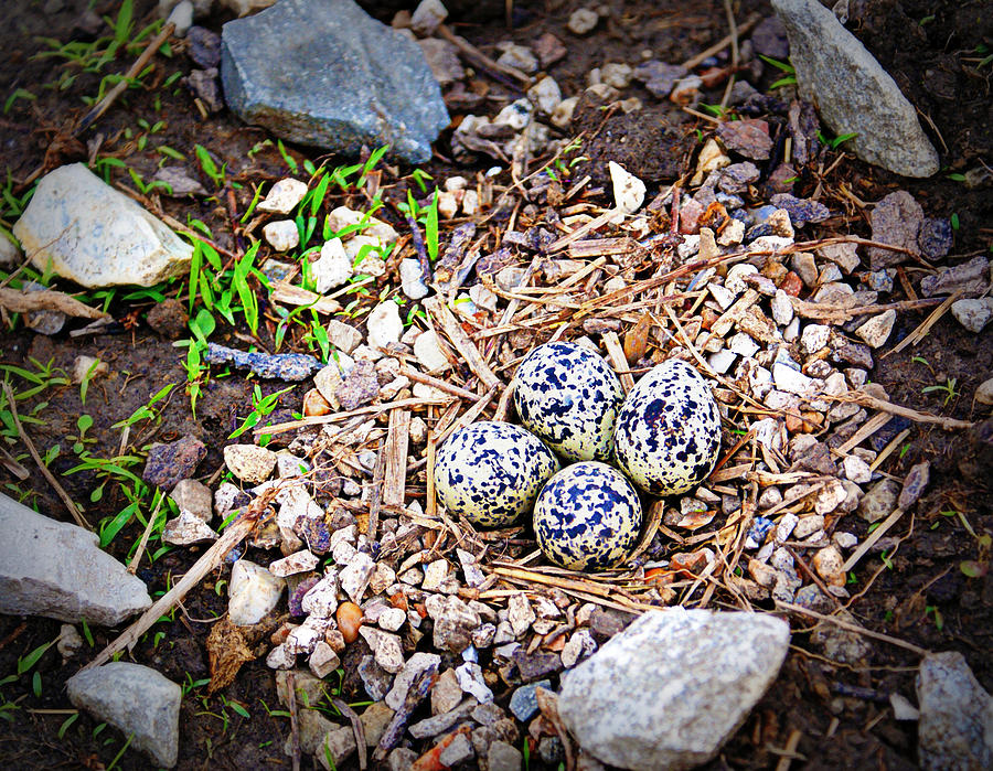 Egg Photograph - Killdeer Nest by Cricket Hackmann