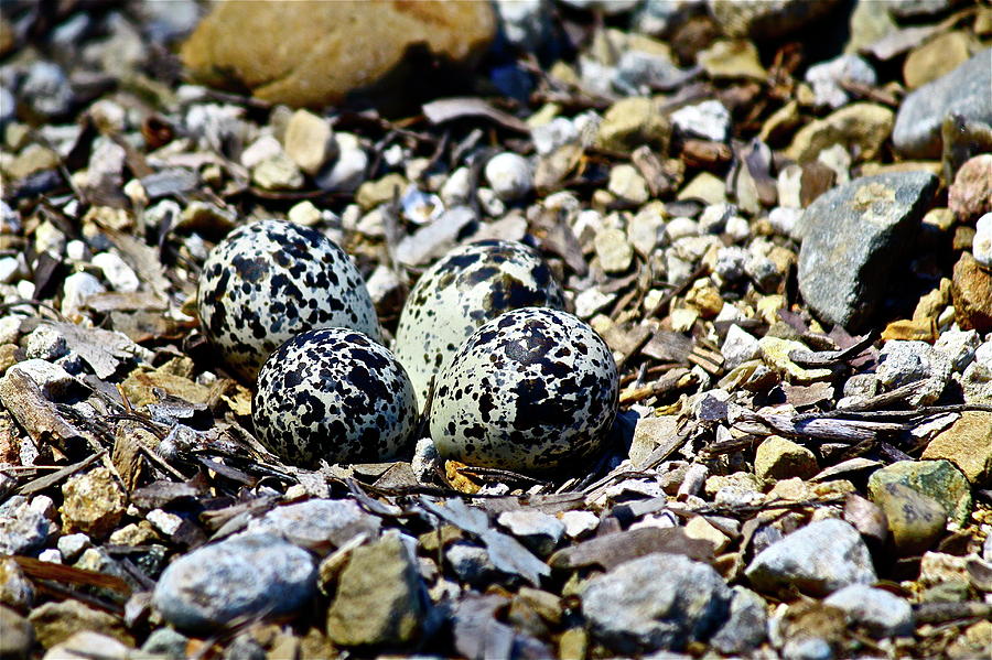 Killdeer Nest Photograph by Diana Hatcher