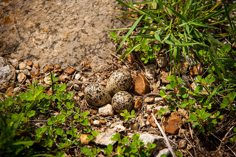 Killdeer Nest with Eggs Photograph by Jeff Phillippi