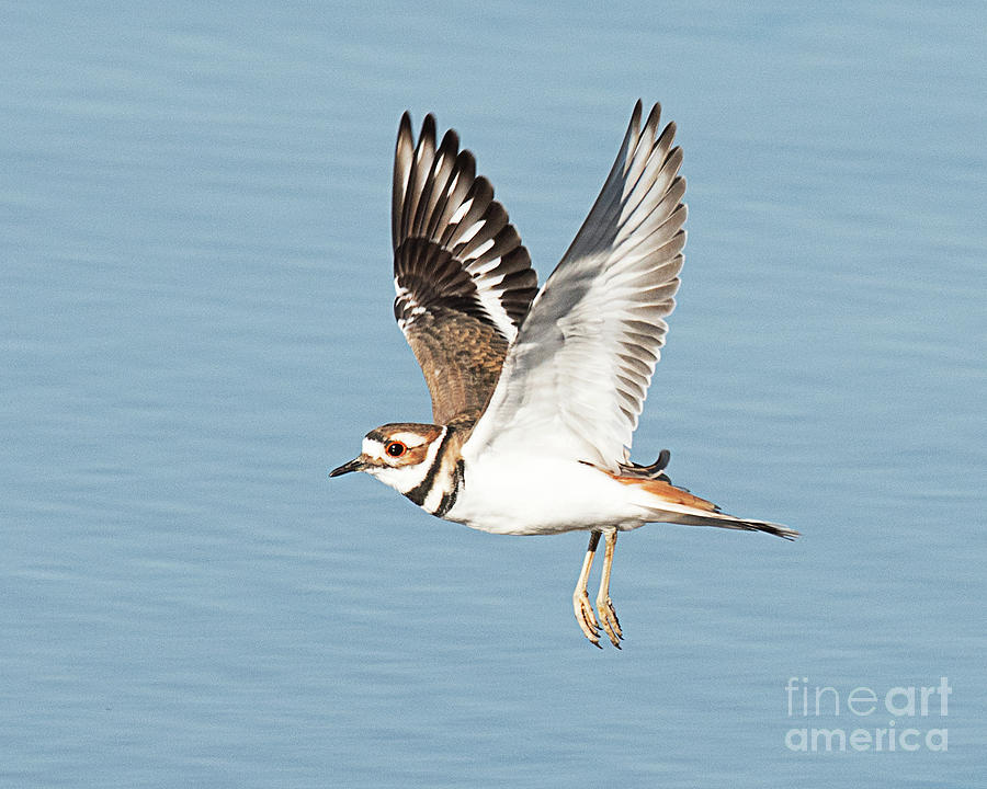 Killdeer on the Wing Photograph by Dennis Hammer