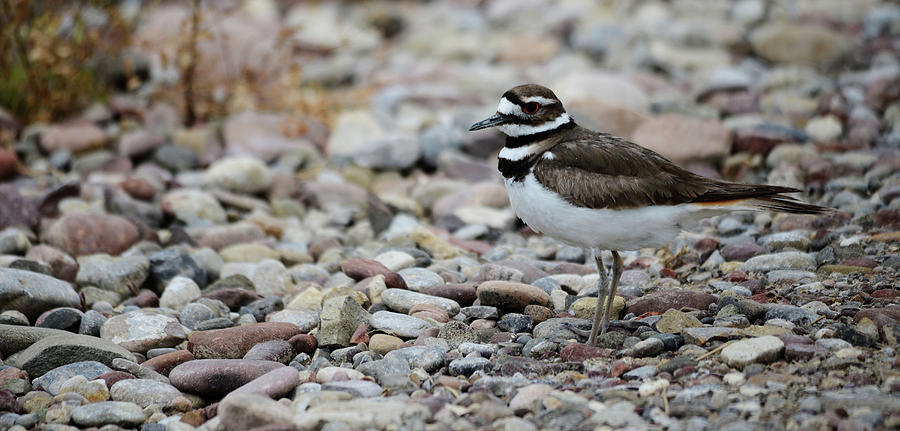 Killdeer Photograph by Whispering Peaks Photography