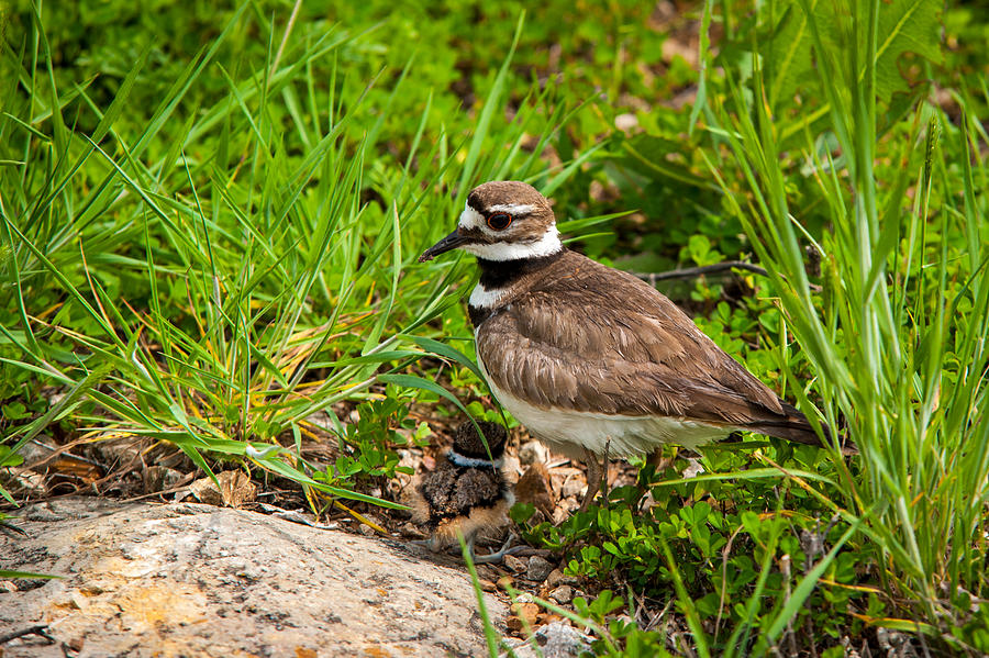 Killdeer with Chick Photograph by Jeff Phillippi