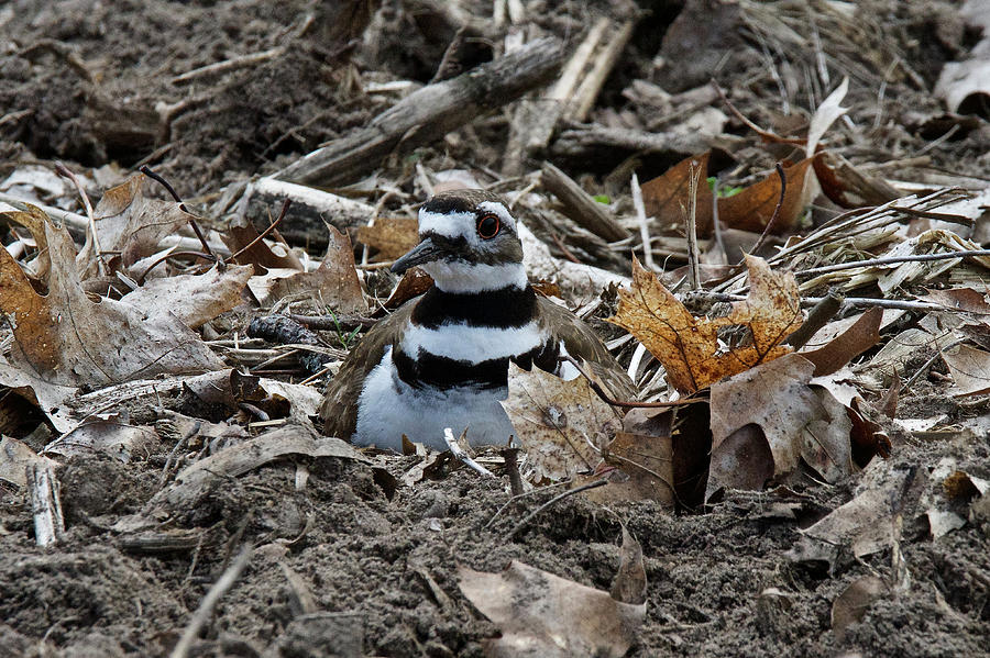 Killdeer On Its Nest 2682 Photograph by Michael Peychich