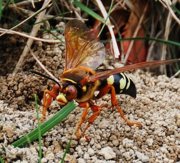 Killer Bee Photograph by Rob Moser - Pixels