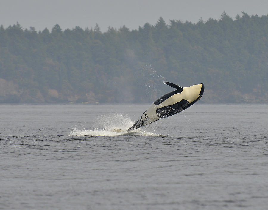 Killer Whale Breaching Photograph by Bill Cubitt