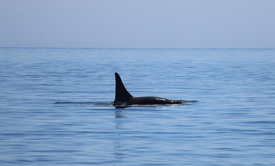 Wild Orca - 1 Photograph by Christy Pooschke