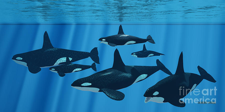 Killer Whale Family Painting by Corey Ford