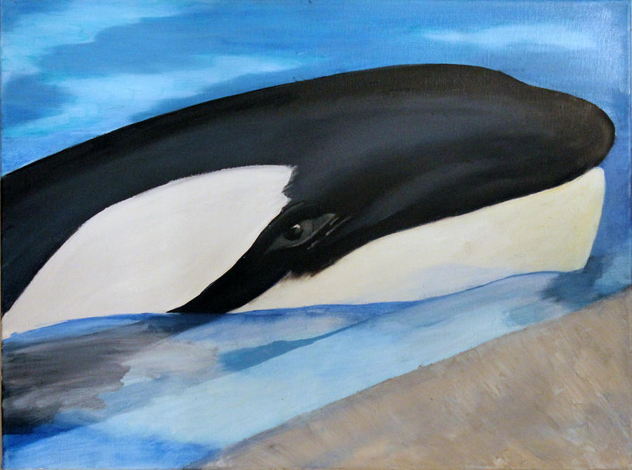 Killer Whale in Captivity Painting by Kirsten Vidis - Fine Art America