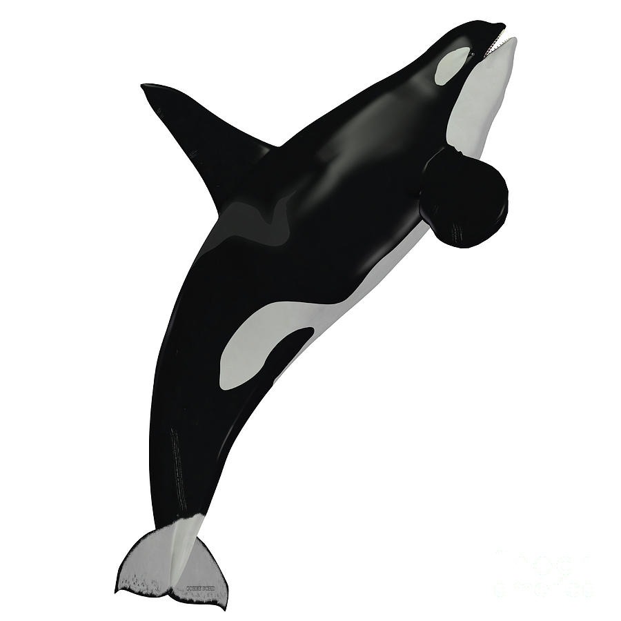 Killer Whale Male Digital Art by Corey Ford