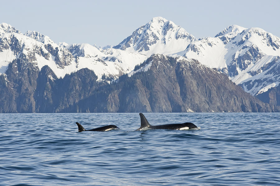 Kenai Fjords National Park Photograph - Killer Whale, Or Orcas, Orcinus Orca by Steven Kazlowski