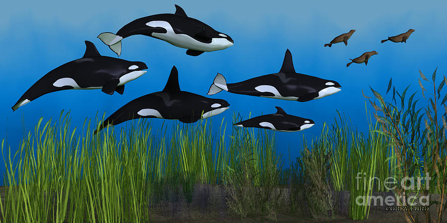 Killer Whale Pod Painting by Corey Ford