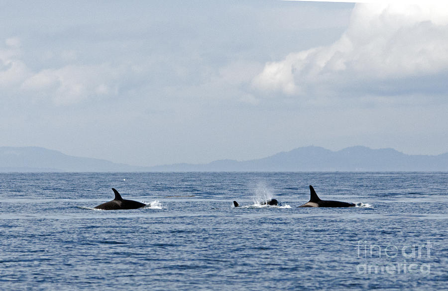 Killer Whales Photograph by Cindy Murphy - NightVisions