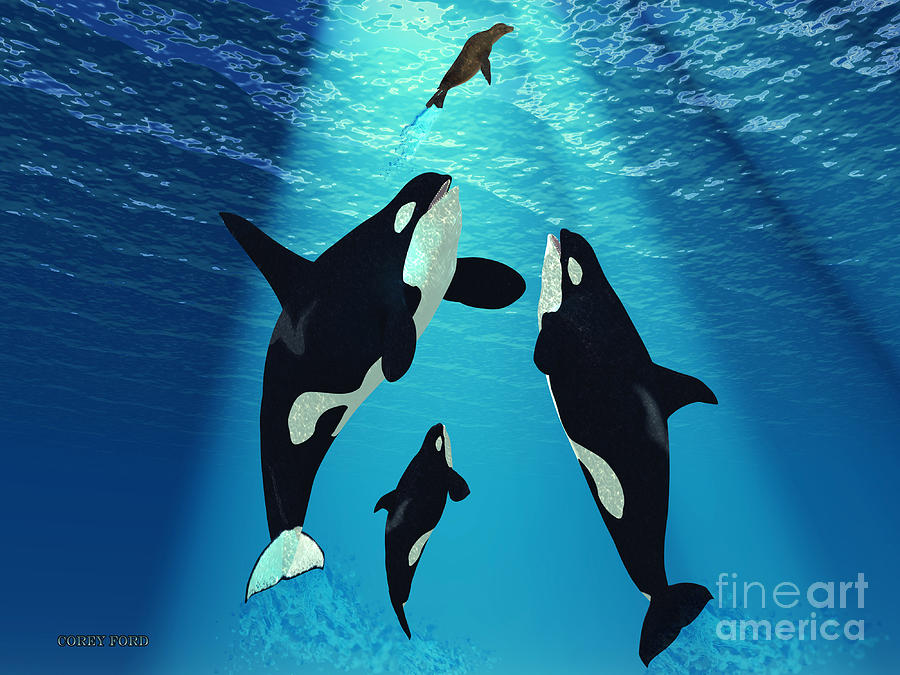 Killer Whales Painting by Corey Ford