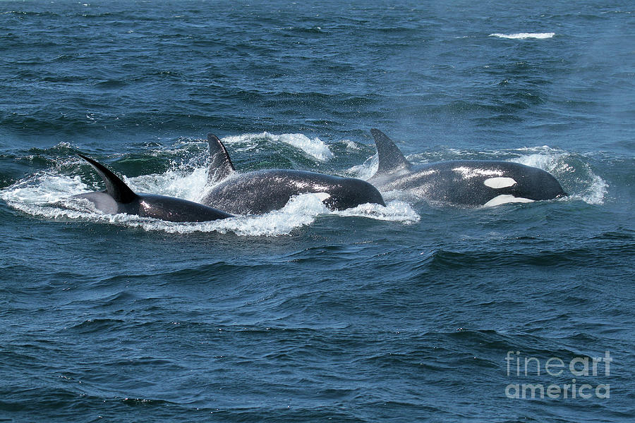 Whale Photograph - Killer Whales- Orcas in Monterey Bay May 11, 2017 by Monterey County Historical Society