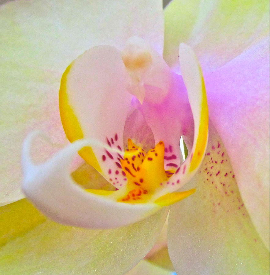 Orchid Photograph - Killing Me Softly by Gwyn Newcombe