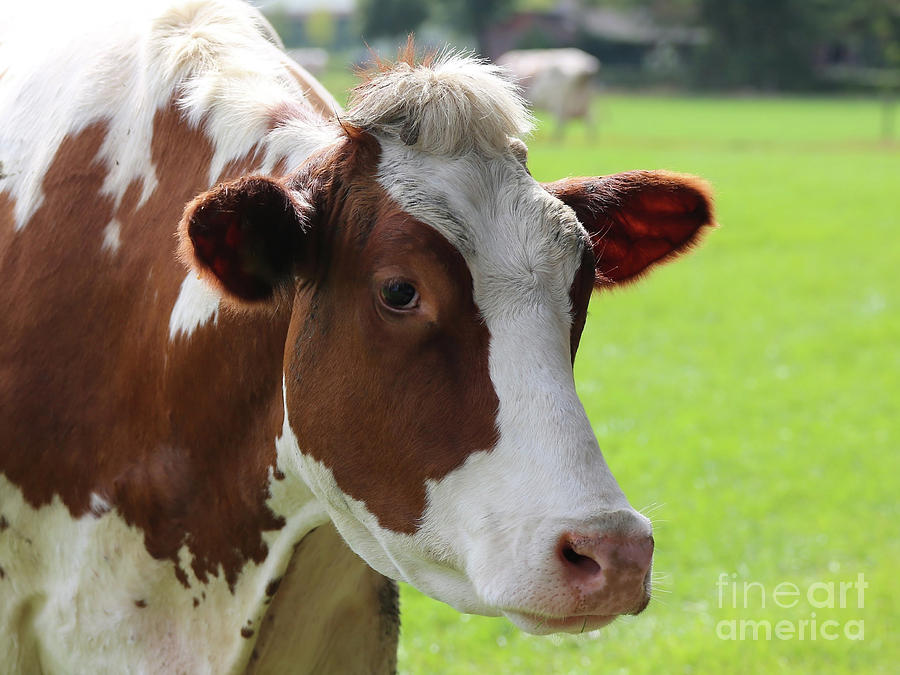 Cow Photograph - Kind Cow by Carol Groenen