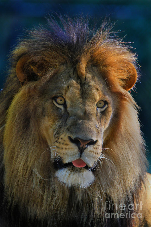 Kind Lion Photograph by Roger Becker