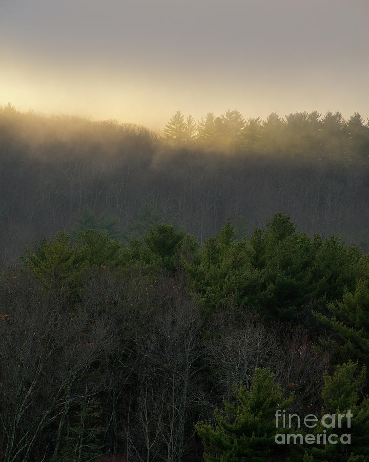 Kindling the Hills - Woodlands at Sunrise Photograph by JG Coleman