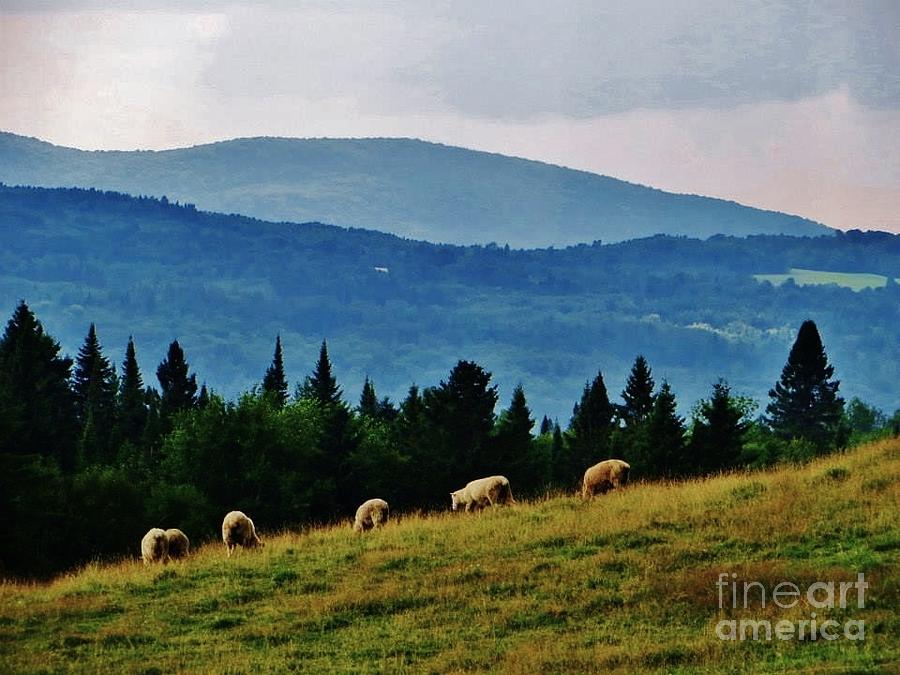 Sheep Photograph - Kindred Spirits by Sugar Mountain Studio