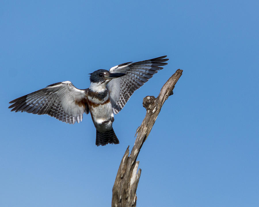 Kingfisher Landing Photograph by Jim Miller