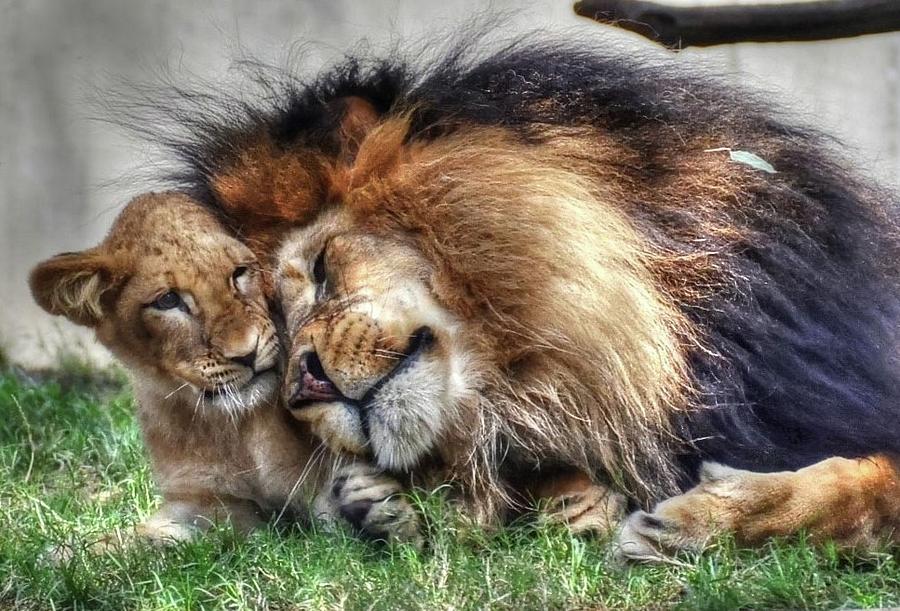 King and cub snuggle Photograph by Ronda Ryan