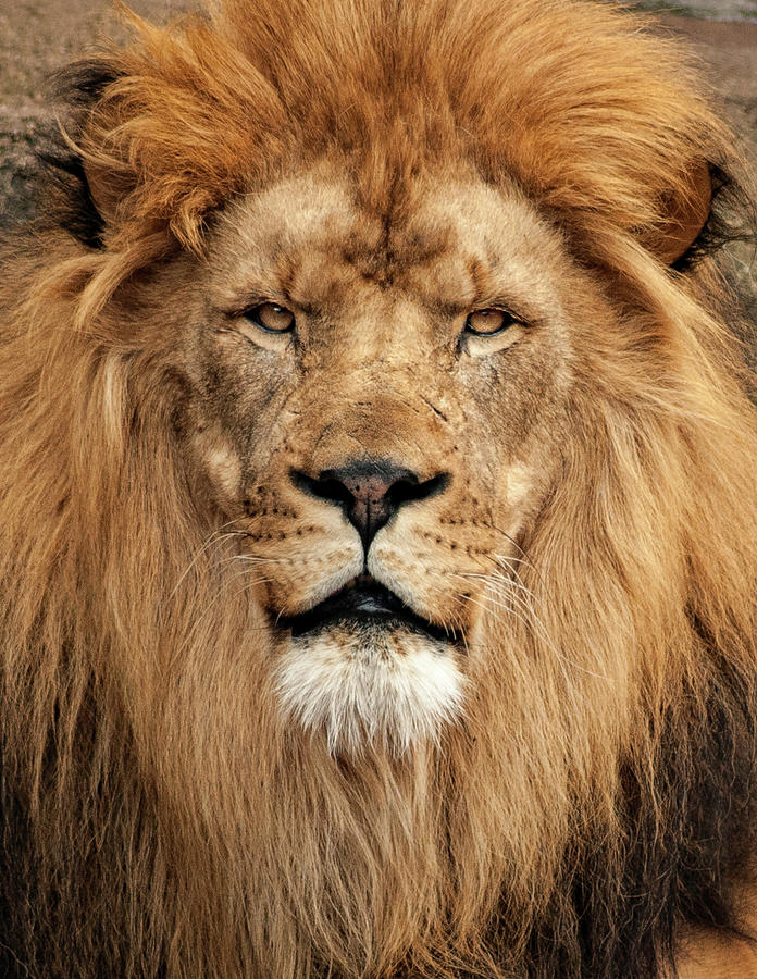 King Photograph by Bob Nardi - Fine Art America