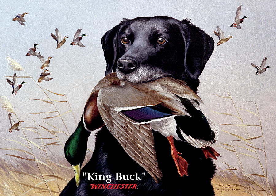 Vintage Painting - King Buck - 1959-60 Federal Migratory Waterfowl Stamp Artwork by Maynard Reece