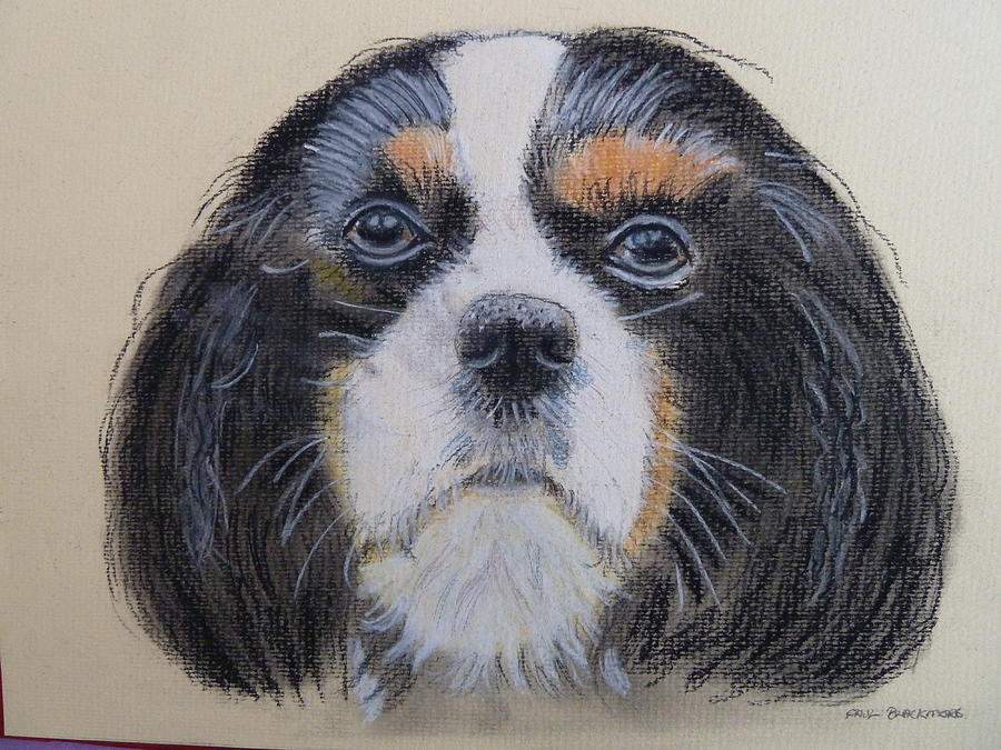 King Charles Cavalier Drawing by Paul Blackmore