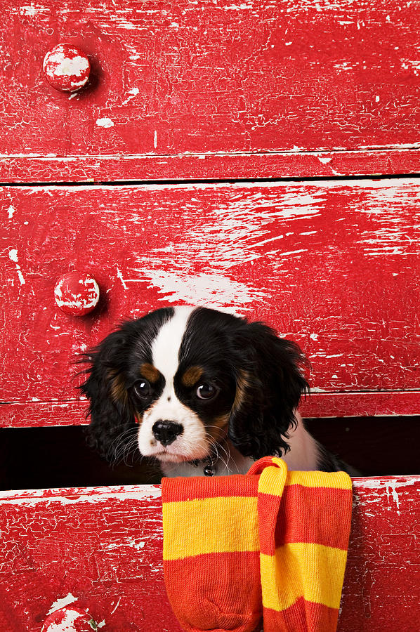Animal Photograph - King Charles Cavalier Puppy  by Garry Gay