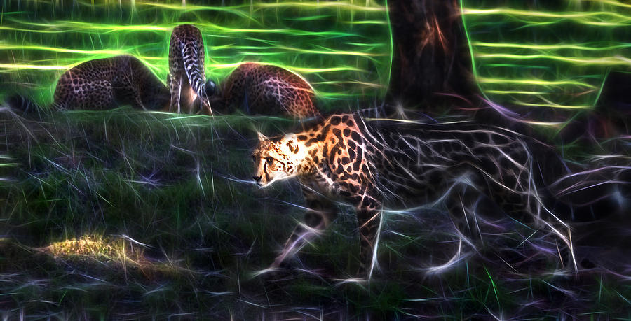Zoo Photograph - King Cheetah And 3 Cubs by Miroslava Jurcik