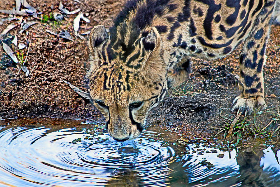 King cheetah having a drink Photograph by Miroslava Jurcik