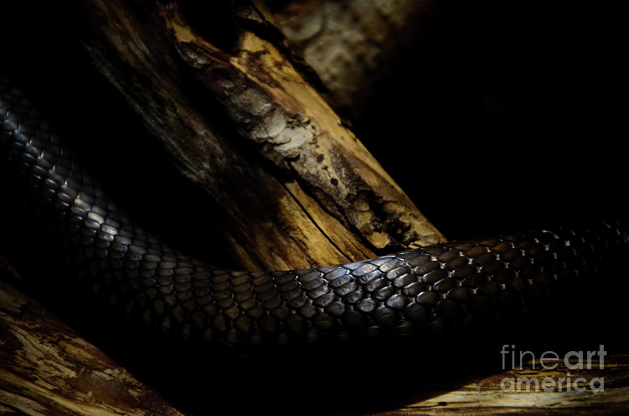 King Cobra Photograph by Jonas Luis