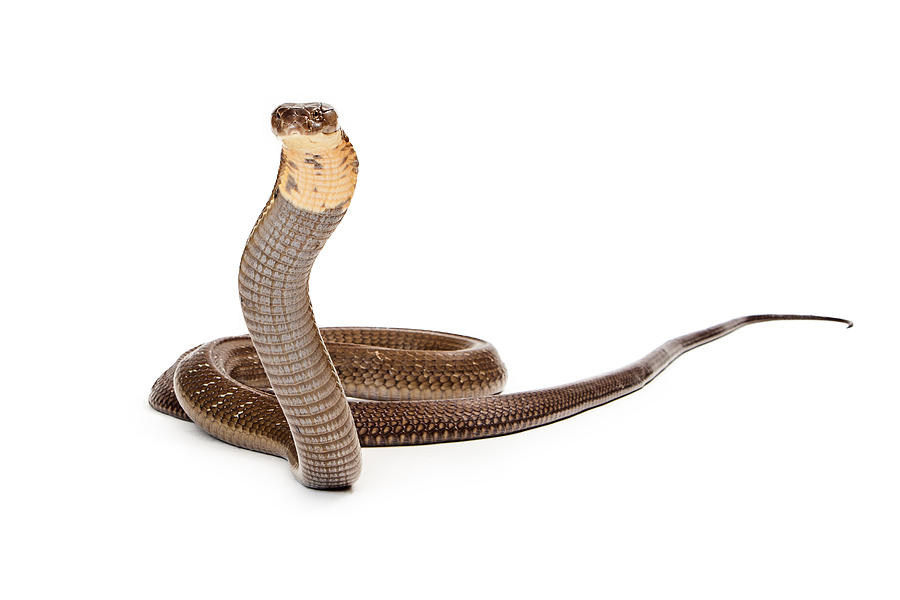 King Cobra Snake Looking Into Camera Photograph
