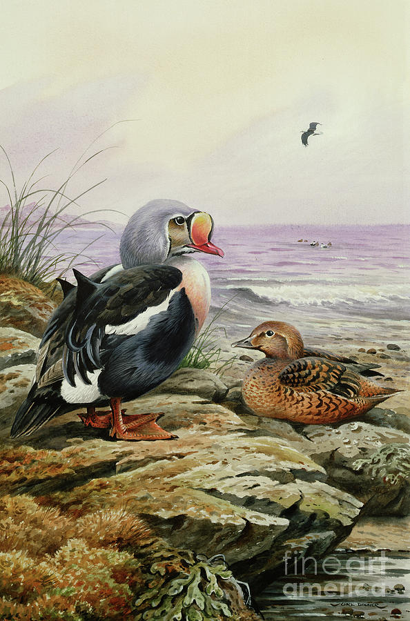 King Eider Painting by Carl Donner