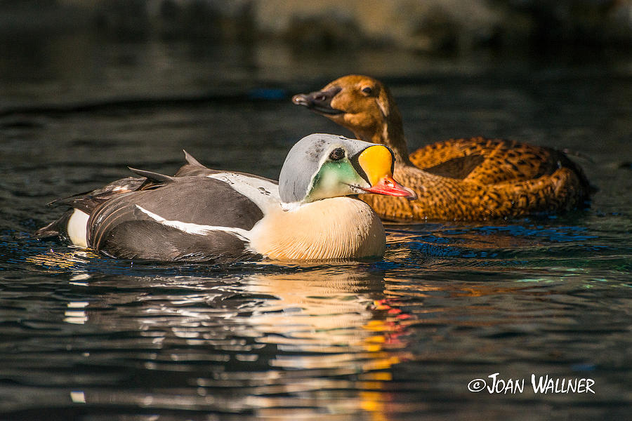 King Eider with his gal Photograph by Joan Wallner