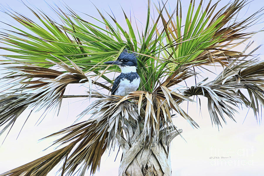 King Fisher Palm Photograph by Deborah Benoit