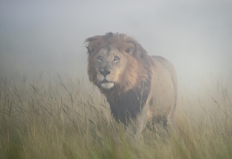 King In The Mist Photograph by Frits Hoogendijk