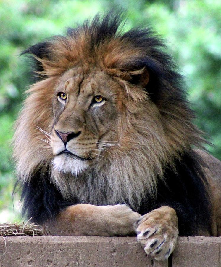 Lion Photograph - The Kings Portrait by Ronda Ryan
