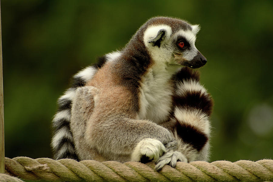 King Julian Photograph By Rob Chandler