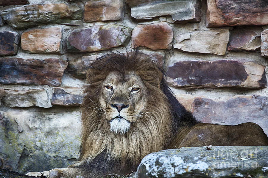 King Lion Photograph by Douglas Barnard