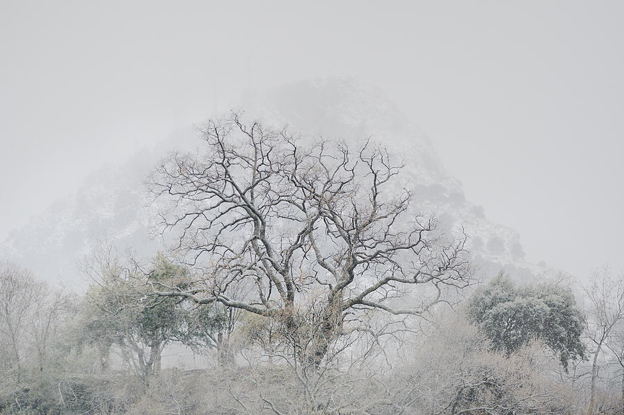 Tree Photograph - King Mountain by Guido Montanes Castillo