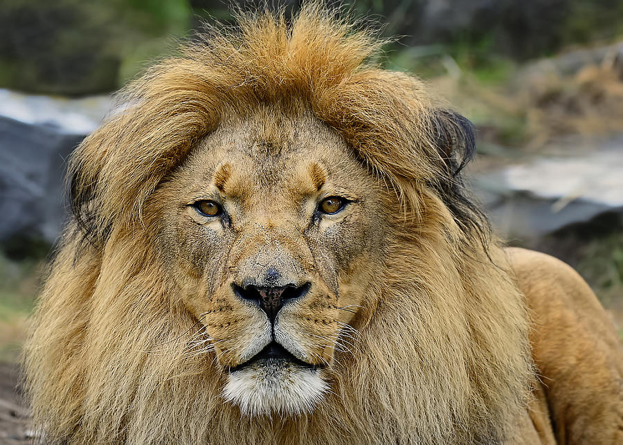 King of Beasts Photograph by Bill Dodsworth