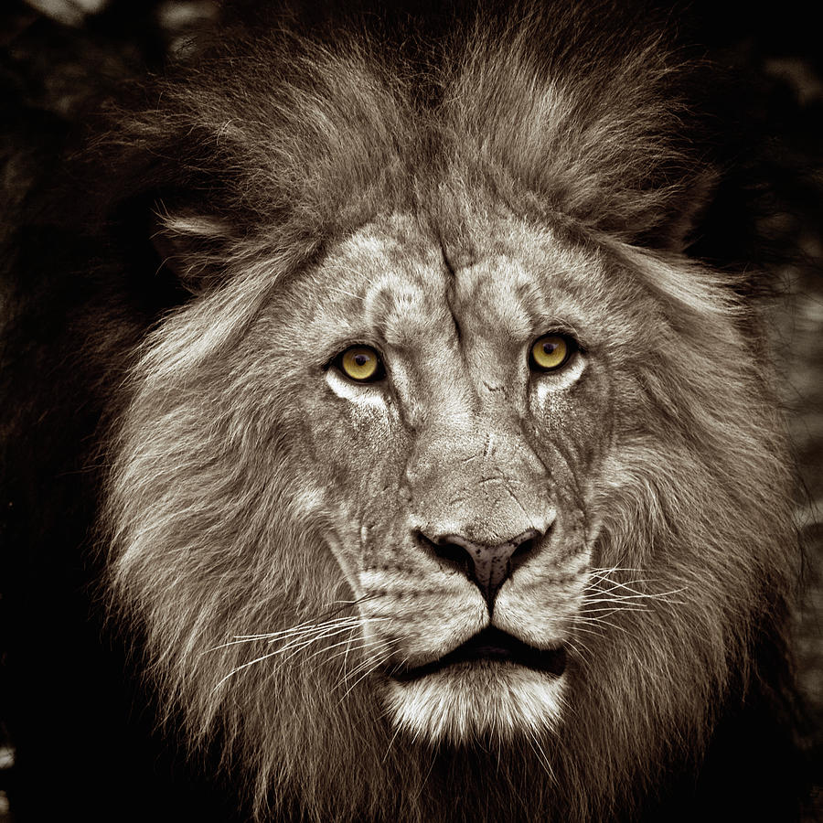 King of beasts sepia tone Photograph by Steve and Sharon Smith | Fine ...