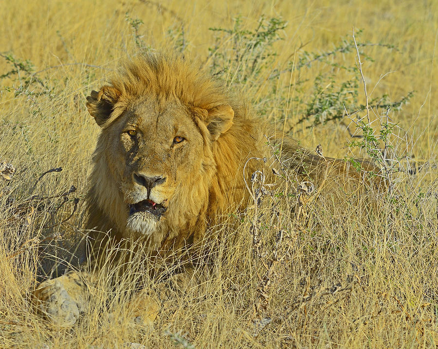 King Of Beasts Photograph by Tony Beck