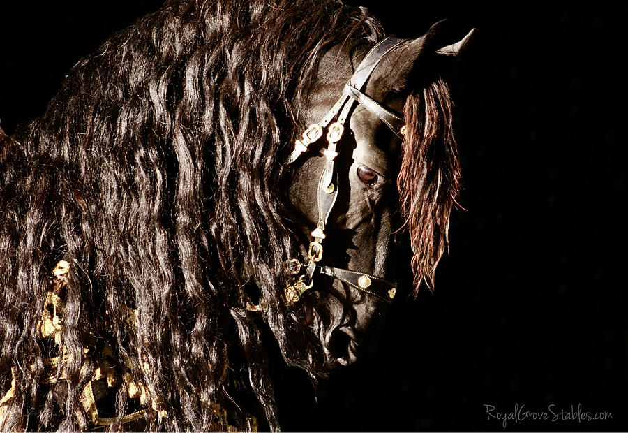 King of Horses by Carol Whitaker King of Horses by Carol Whitaker