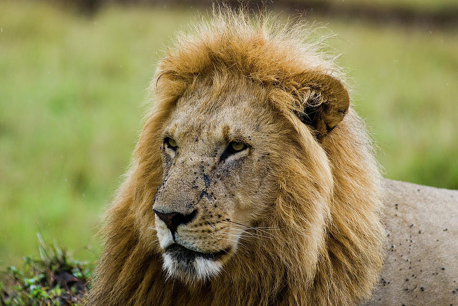 King of Jungle Photograph by Sasil Sirivadhanakul - Fine Art America