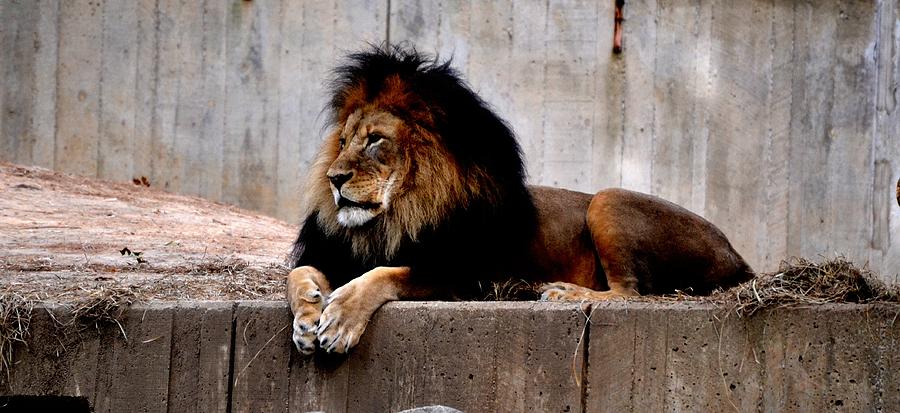 King Of Kings Photograph by Anand Swaroop Manchiraju